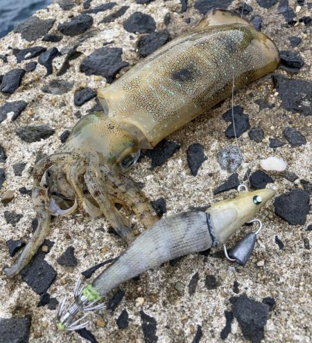 キロUPイカのRIDE ON!!